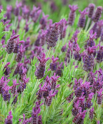 When to transplant lavender: to move your plants safely | Homes & Gardens