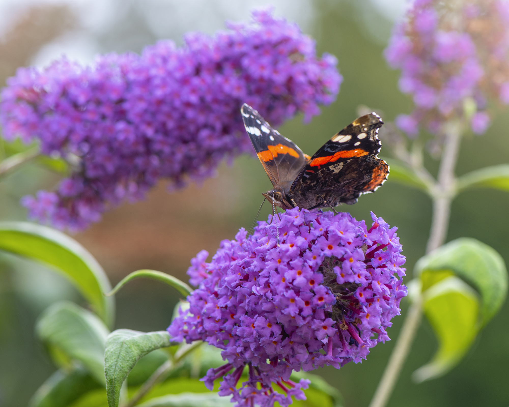 Butterfly lands on a purple flower of buddleia davidii - or butterfly bush