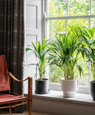 multiple houseplants in living space