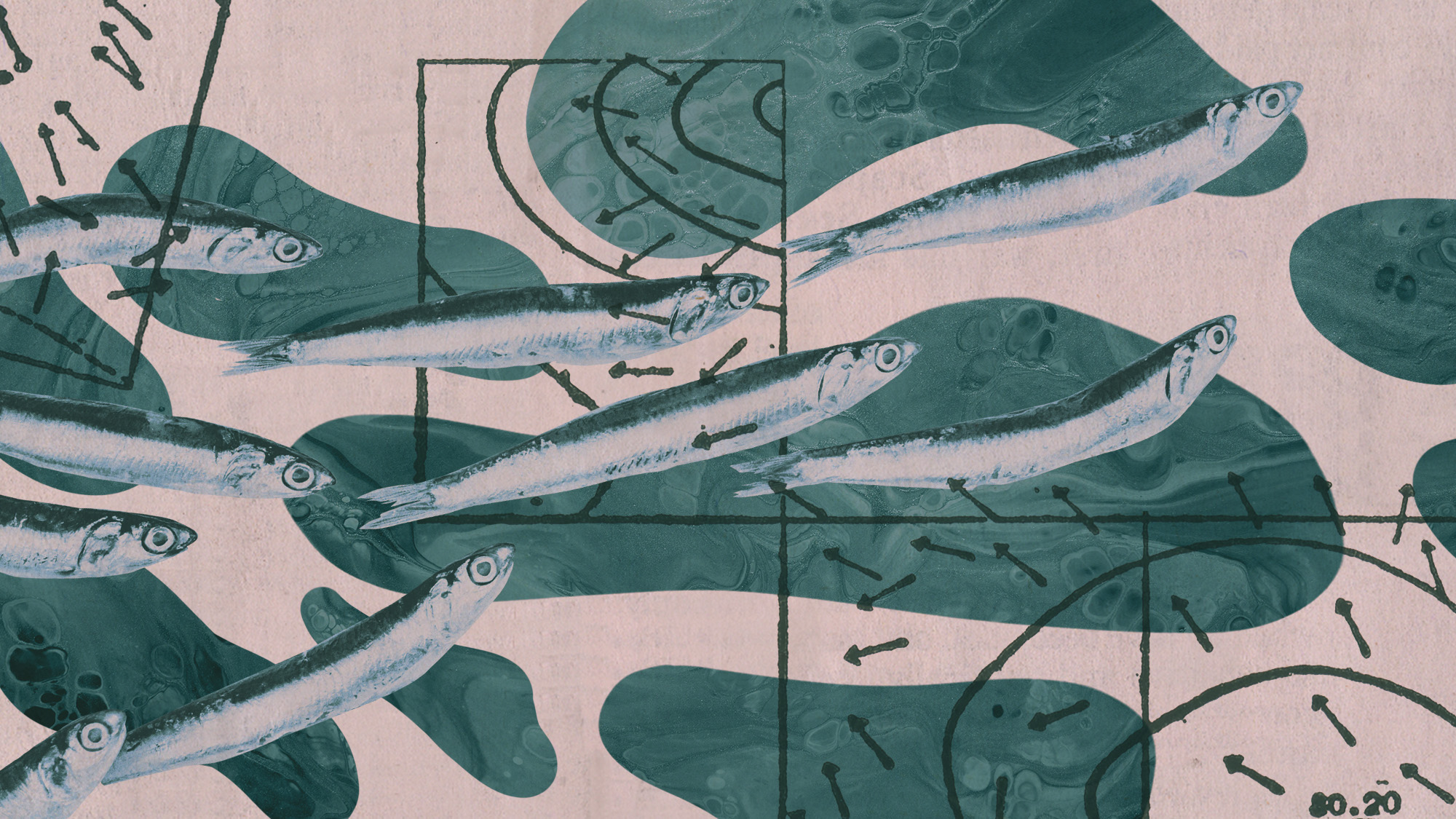 Photo collage of anchovies an arrows indicating currents