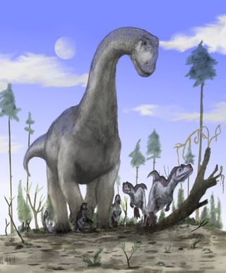 An artist impression of a camarasaurus, an extinct sauropod dinosaur thought to have lived 100 million years ago in what is now the Sahara Desert.