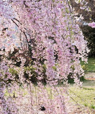 Weeping cherry tree (Prunus pendula) laden with blossom