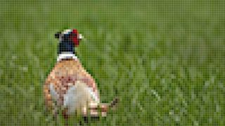 A pixelated photo of a pheasant