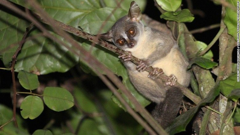 Angolan dwarf galago. 