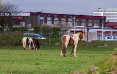 control of horses act