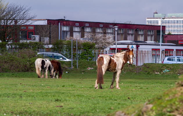 control of horses act