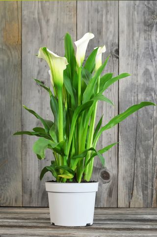 potted Calla Lily houseplant