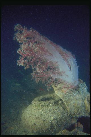 java sea shipwreck