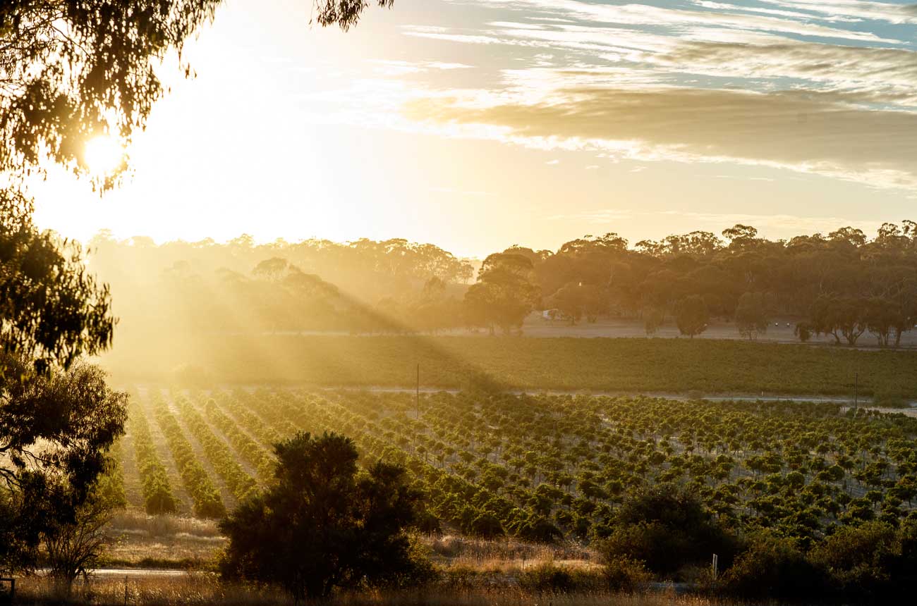 Jim Barry Wines, Armagh Vineyard