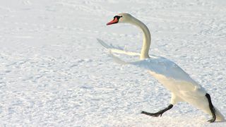 A swan rushes across ice with its wings outstretched.