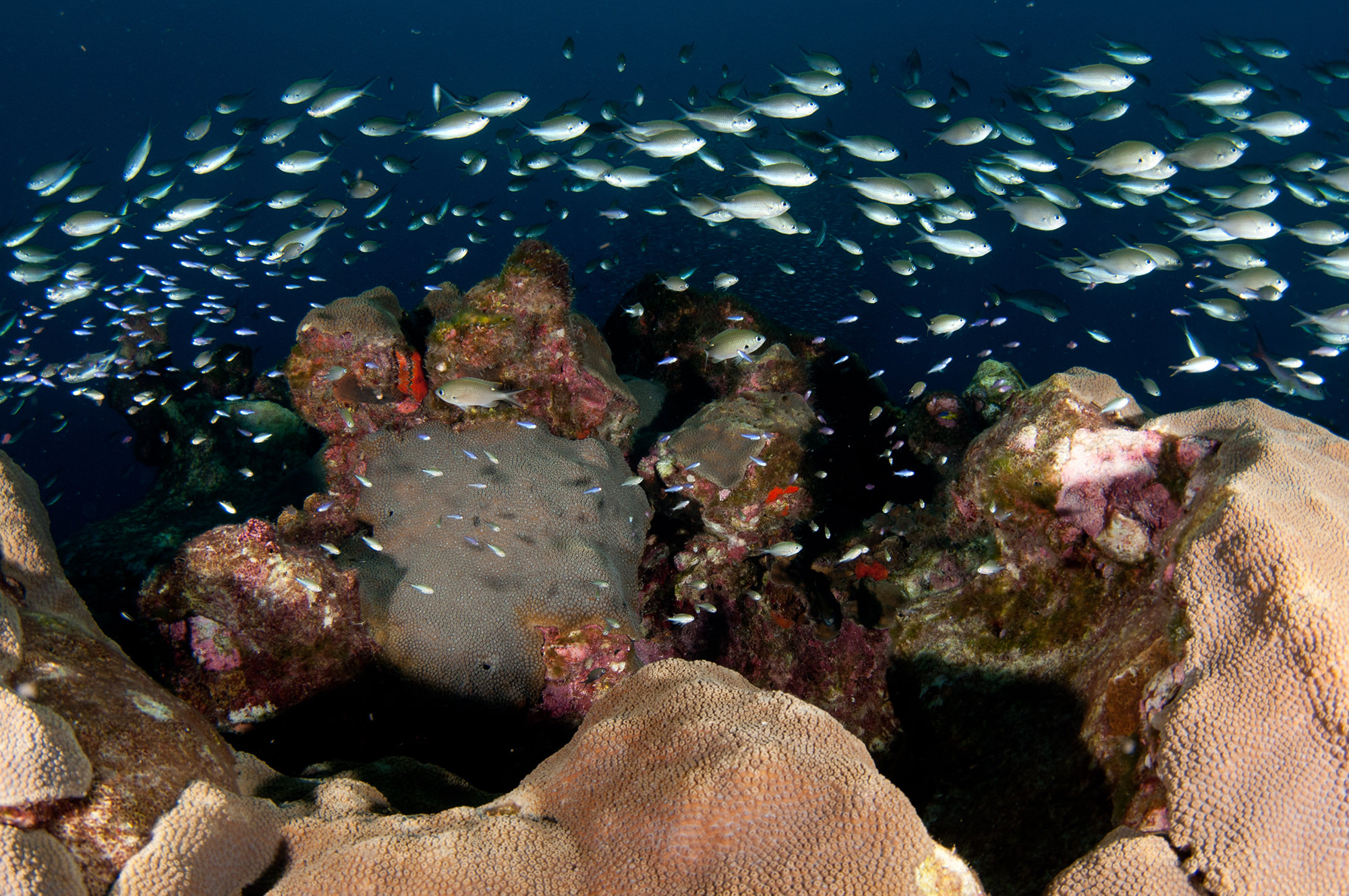 Great Star Coral