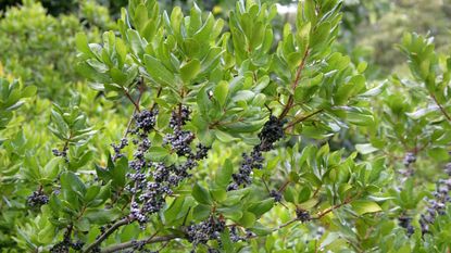 Northern bayberry, or Myrica pensylvanica, with green leaves and blue-grey berries in a garden border