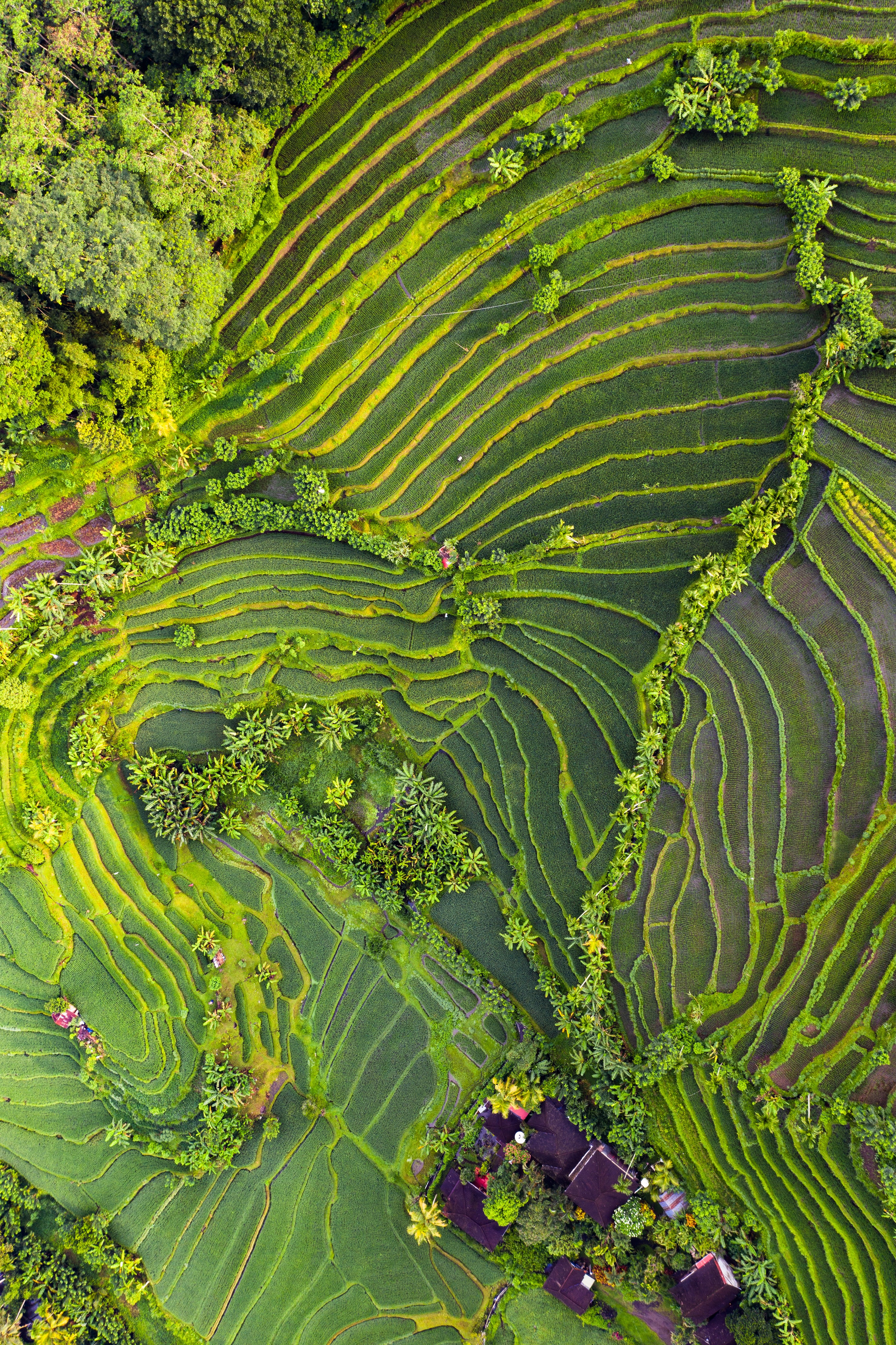 Aerial view of terraced rice fields