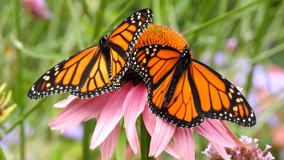 7 ways to attract butterflies to your yard Tom's Guide