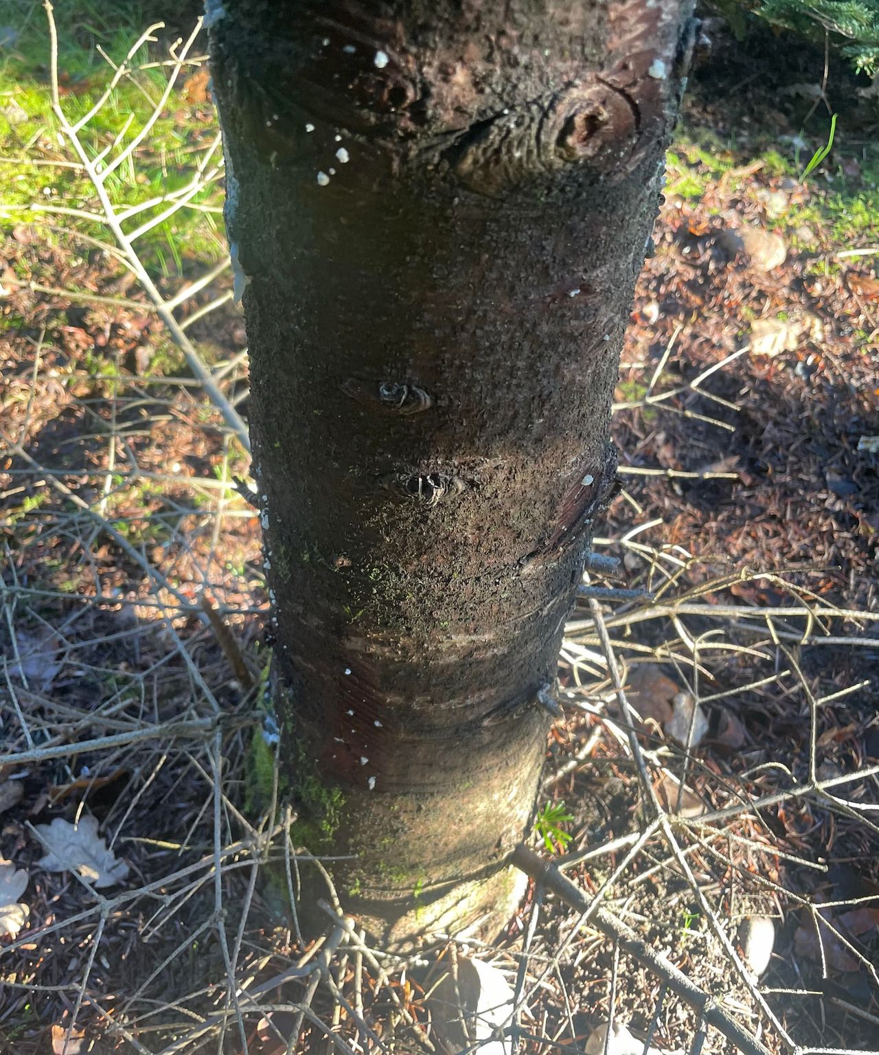 The trunk of a Christmas tree