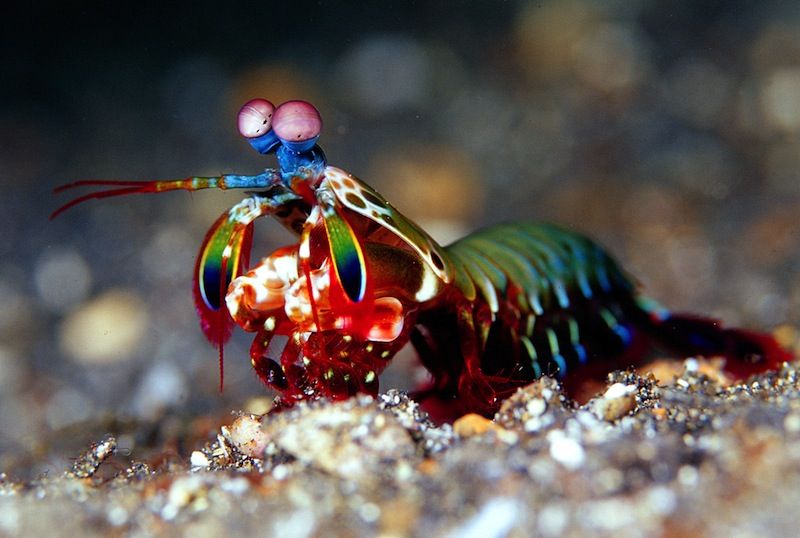 Mantis Shrimp