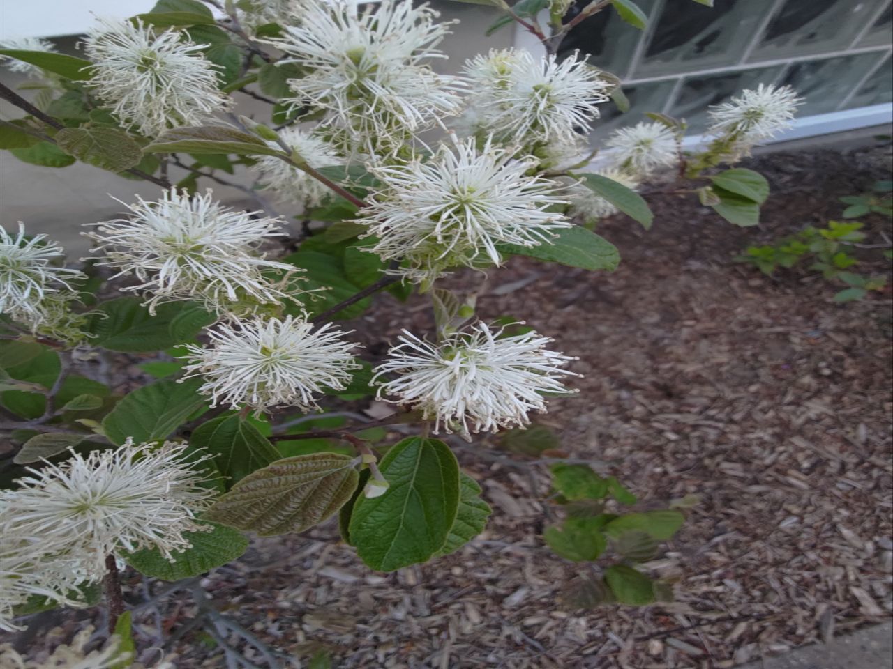 Asus Zenfone 8 camera samples