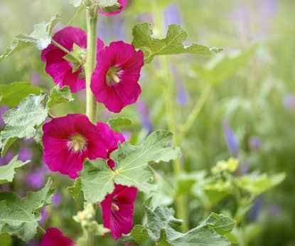 tall flowers perennials