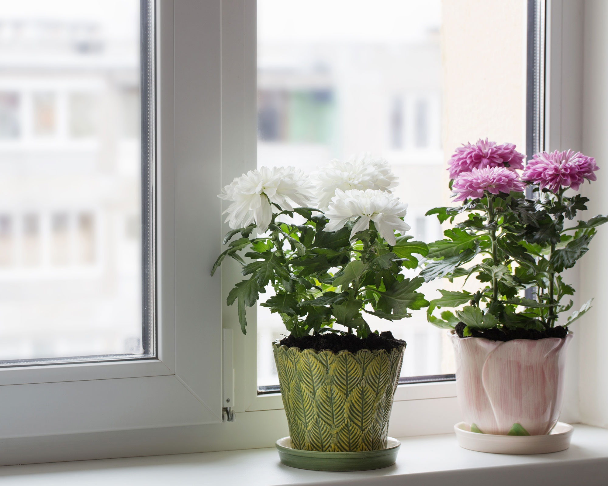 Winterizing mums how to protect these fall favorites Gardeningetc