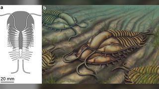 A diagram (left) showing the male's tiny claspers in the middle of his body next to an illustration of mating trilobites.