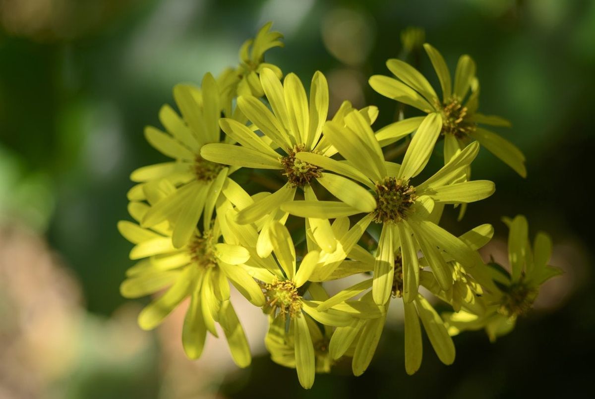 Farfugium Leopard Plant Info: How To Care For Leopard Plants In The ...