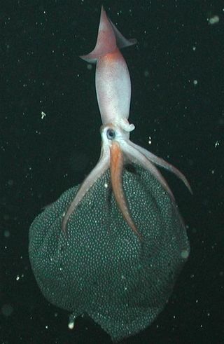 Mollusk mamas: It was only recently discovered that these small squid, Gonatus onyx, care for their eggs for months before they hatch in the deep sea. The egg mass is suspended from hooks under the squid's arms.
