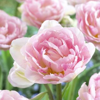 Tulip Finola - Pack of 25