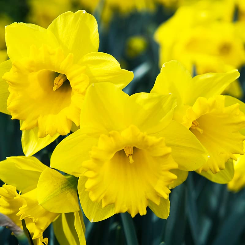 50 Yellow Daffodil Bulbs for Planting - Dutch Master Value Bag - Plant in Gardens, Borders &amp;amp; Flowerbeds - Bulb Size 10/12 Cm - Easy to Grow Fall Flowers Bulbs by Willard &amp;amp; May