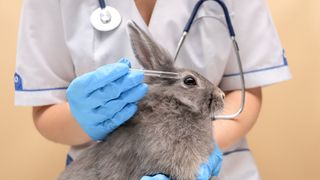 Vet putting drops in rabbits eye