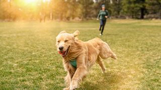 Golden retriever running away from owner in a sunny field