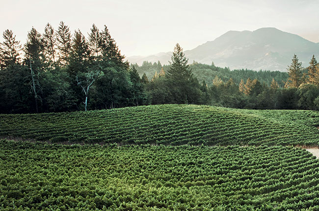 Wallis Vineyard, Lokoya Estate, Napa