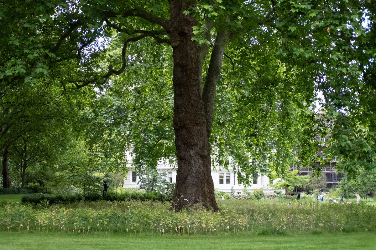 Under the canopy of a large oak tree
