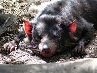 A tasmanian devil resting.