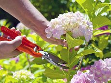 Person deadheading a hydrangea with a pair of secateurs