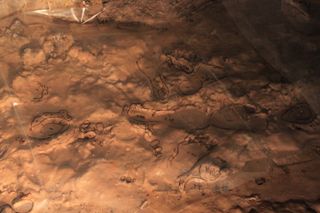 In this image, researchers used shiny sheets to help highlight the ancient human prints on the cave floor.