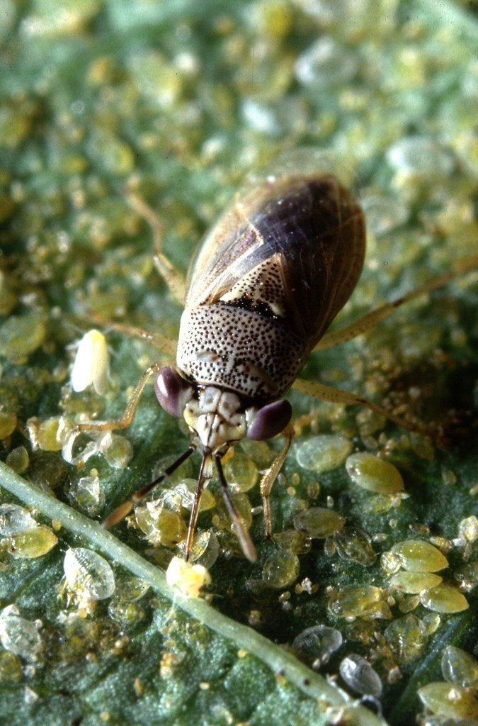 Big Eyed Bug On Leaf