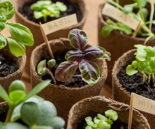 growing herbs in pots with basil seedlings in biodegradable pots