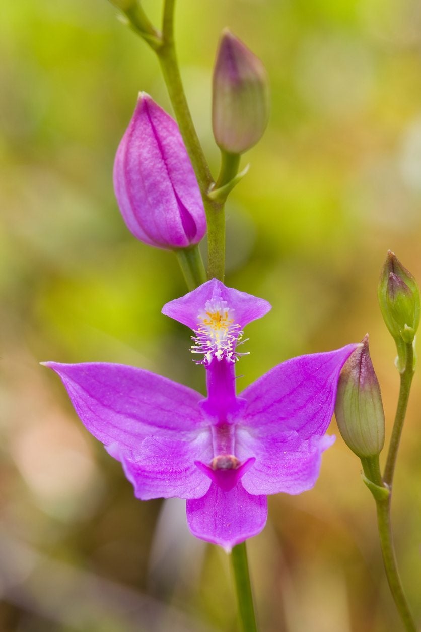 Calopogon