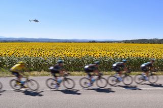 It wouldn't be a Tour de France without sunflowers