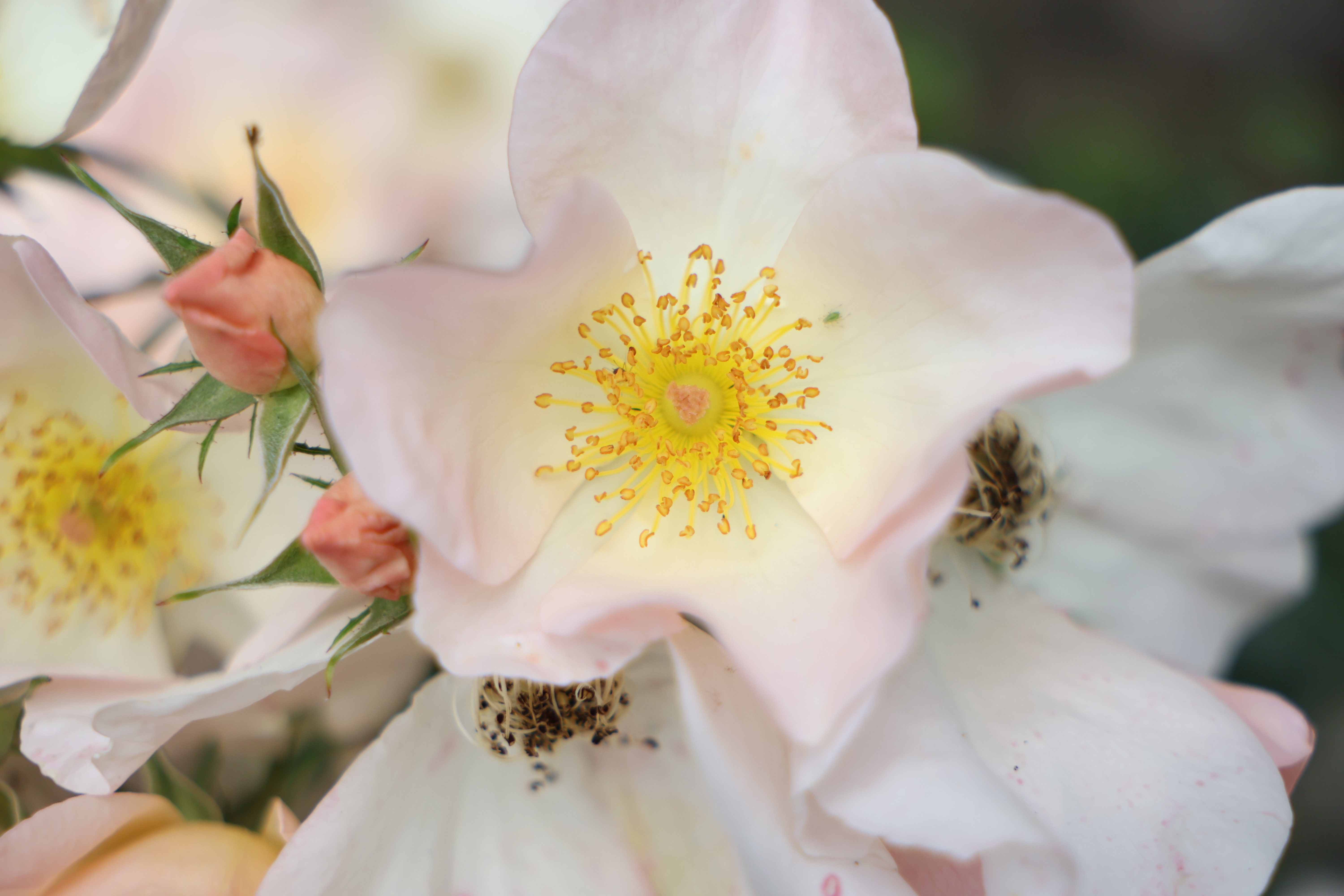 Sigma 17-40mm f/1.8 DC | A example shot