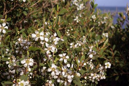 White Flowered Australian Tea Tree