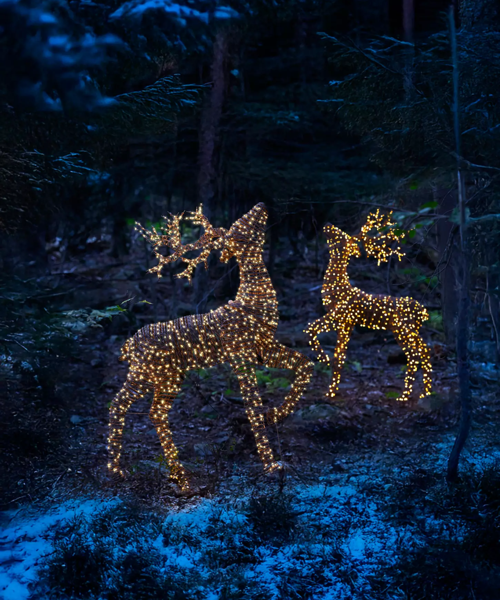 two lit reindeer in a snowy forest