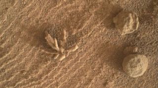 Another intriguing sight on Mars: This photo shows a "mineral flower" alongside other diagenetic features on the surface of Mars captured by NASA's Curiosity rover on Feb. 25, 2022.