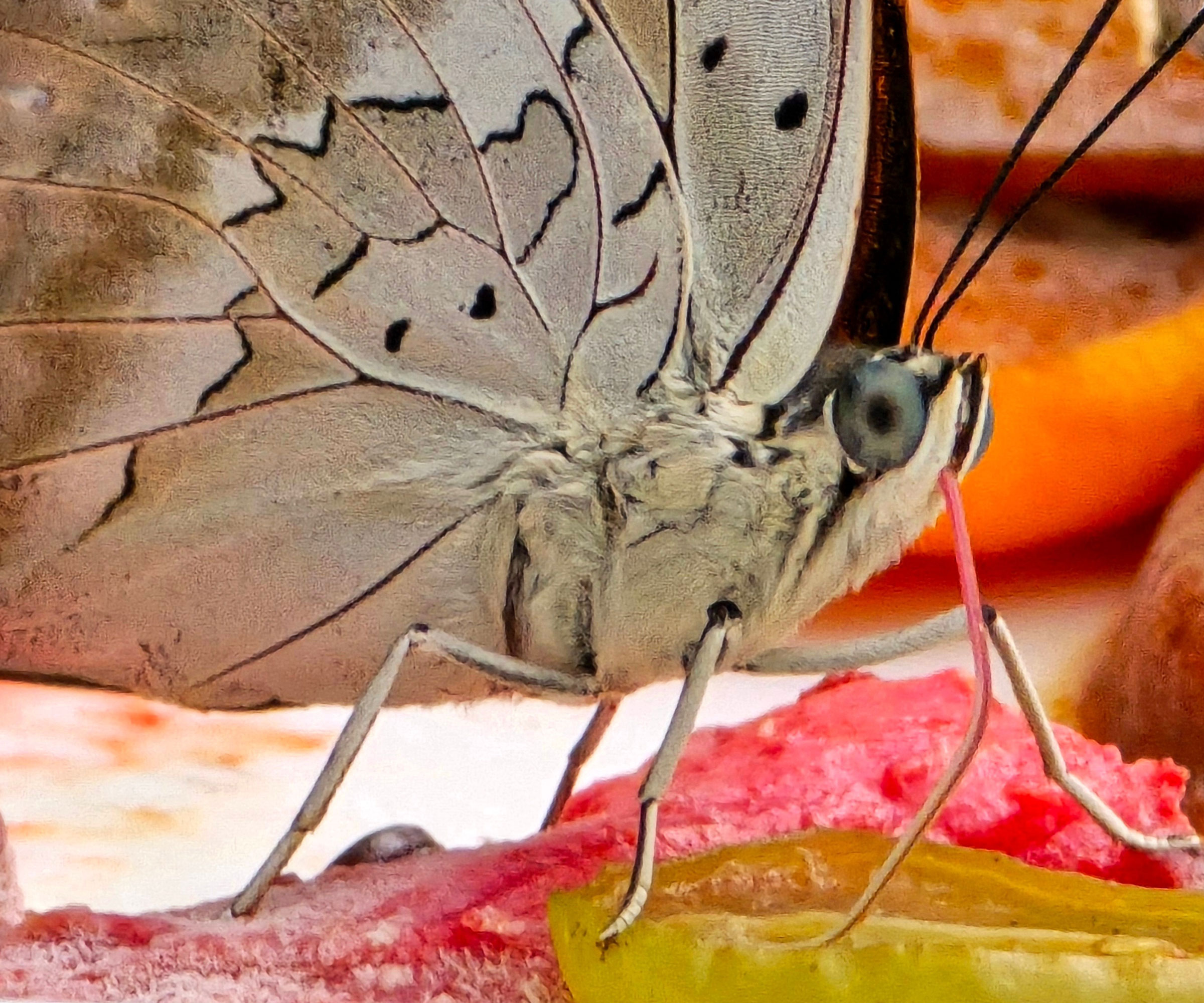 butterfly in detail feeding on fruit showing proboscis