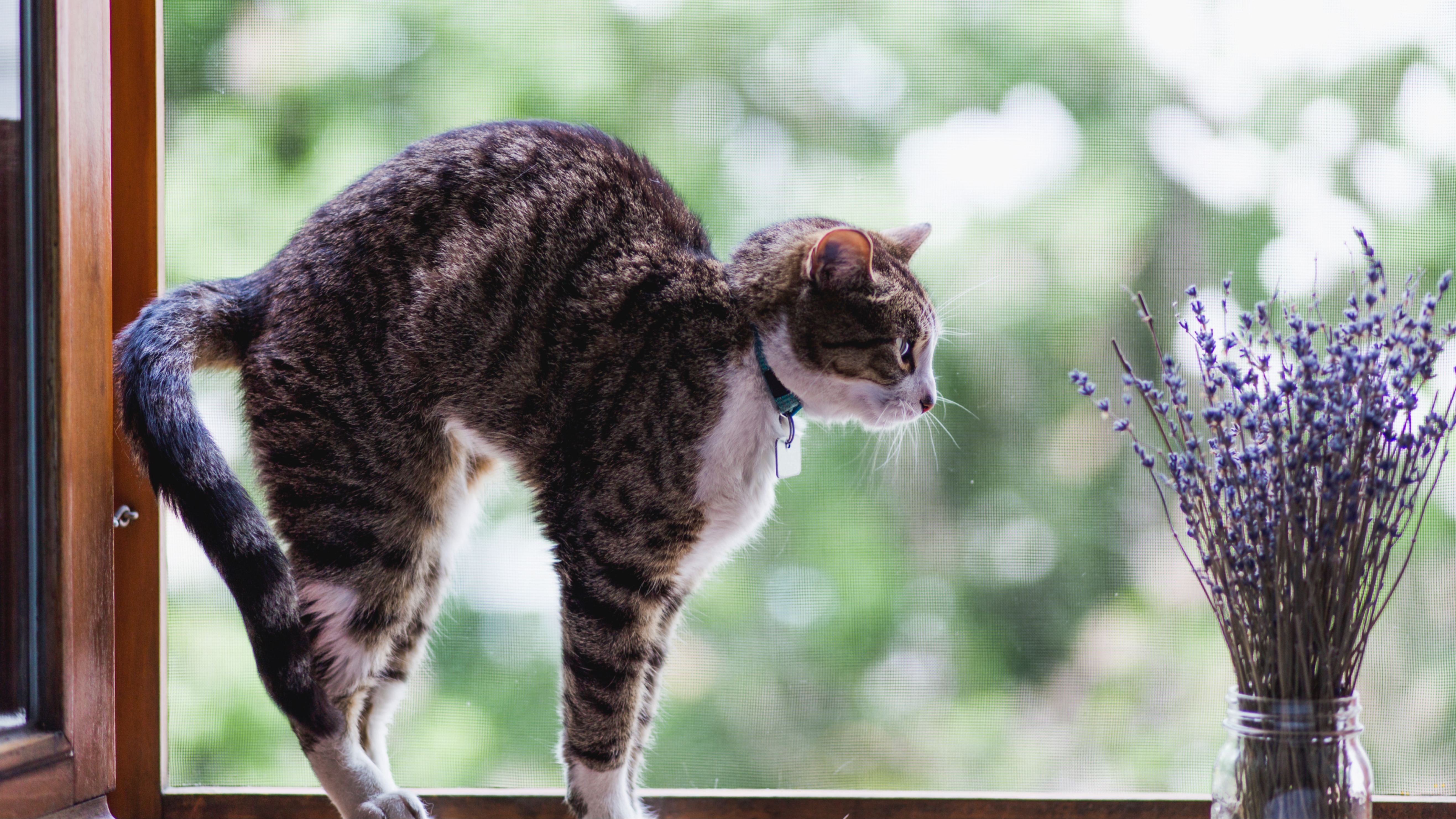 Cat stretching by open window