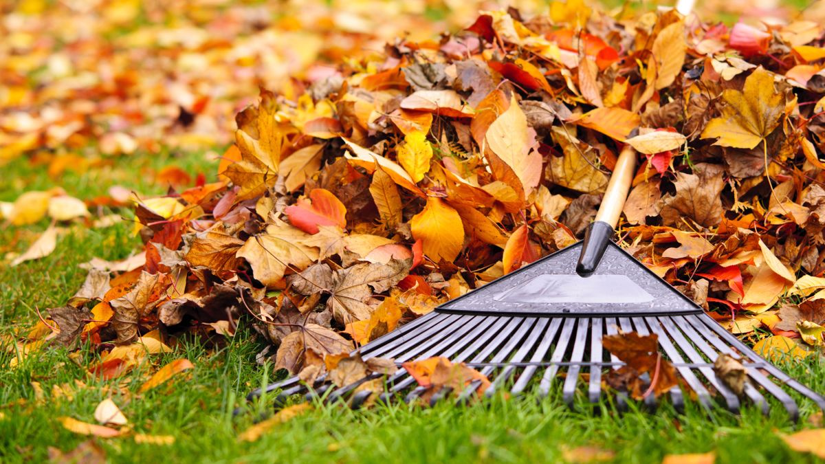 Rake in pile of leaves