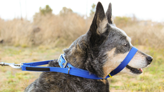 Head halter for dog on a dog