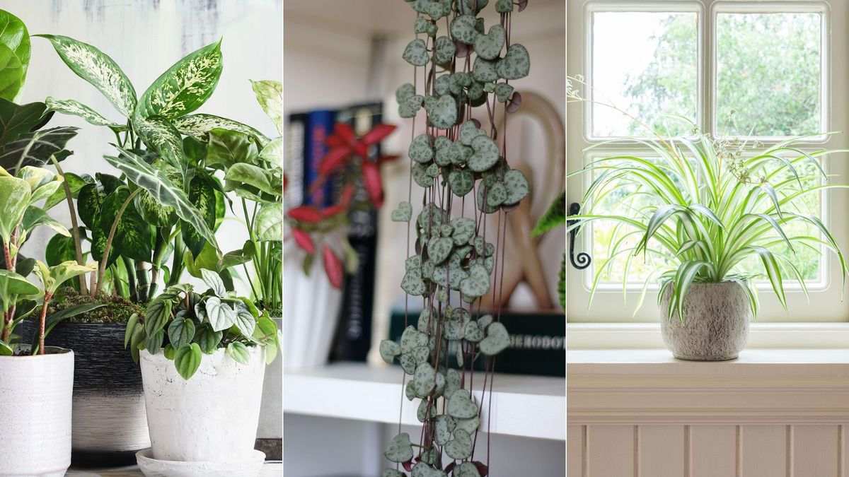 Easy indoor plants – 10 plants for beginners