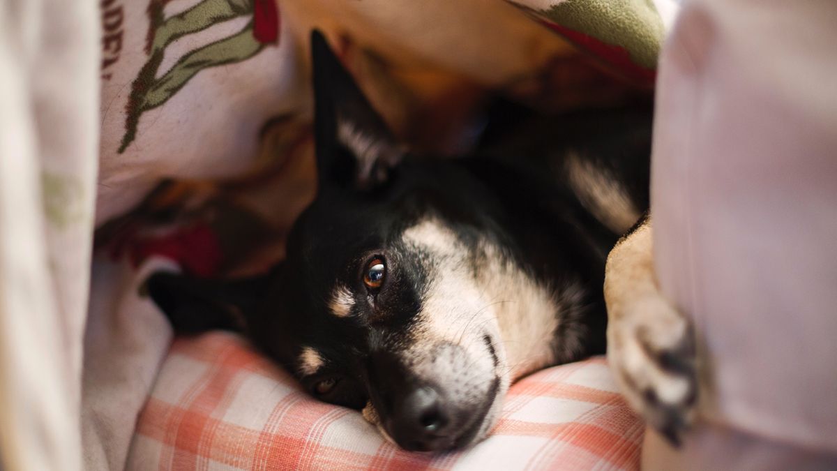 pooch lying in a dog fan den