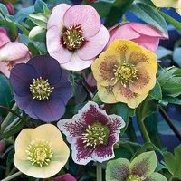 Hellebore 'Winter Flowering Hybrid Mix Improved' at Thompson &amp; Morgan